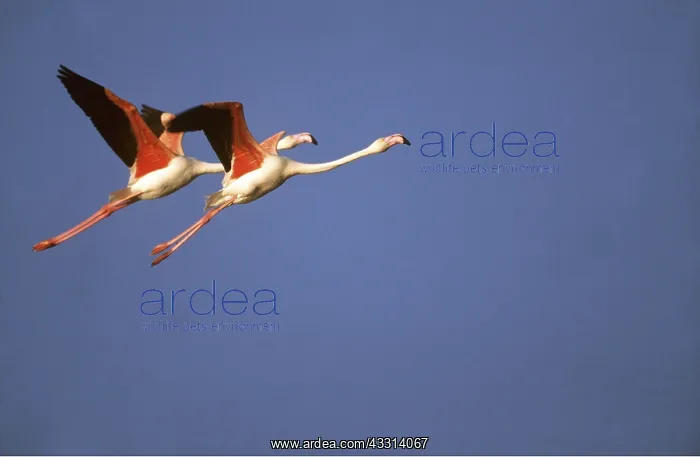 : GREATER FLAMINGO - pair in flight : GREATER FLAMINGO - pair in flight