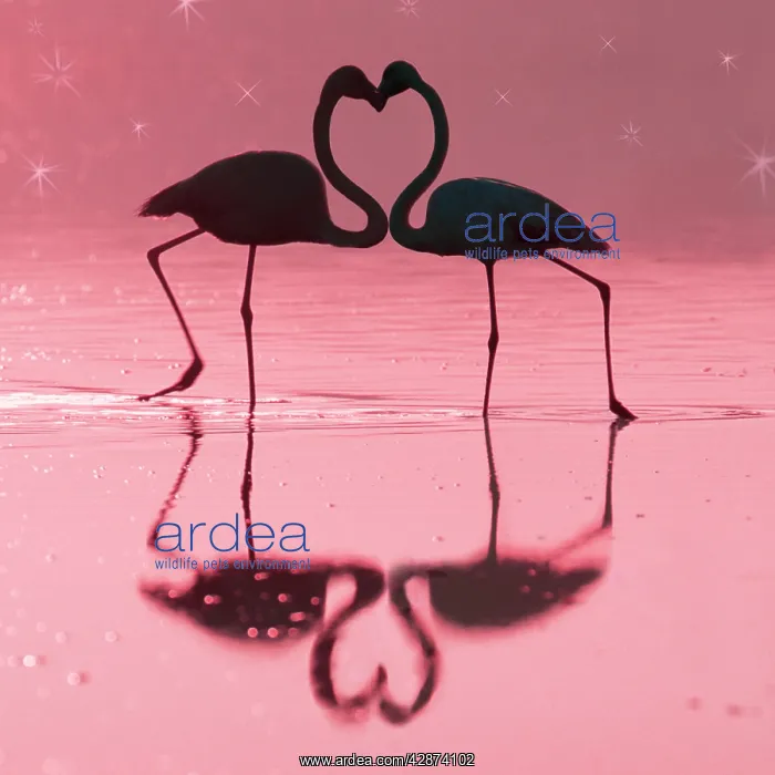 : Greater Flamingo - Pair kissing : Greater Flamingo - Pair kissing