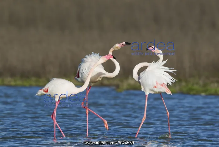 : Greater Flamingo - a pair on the left quarrels : Greater Flamingo - a pair on the left quarrels