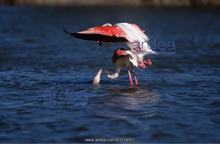 : GREATER FLAMINGO - pair, mating : GREATER FLAMINGO - pair, mating