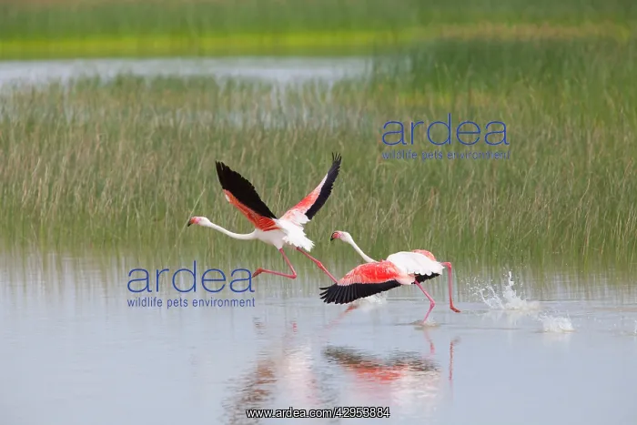 : Greater Flamingo - pair taking flight from lagoon : Greater Flamingo - pair taking flight from lagoon