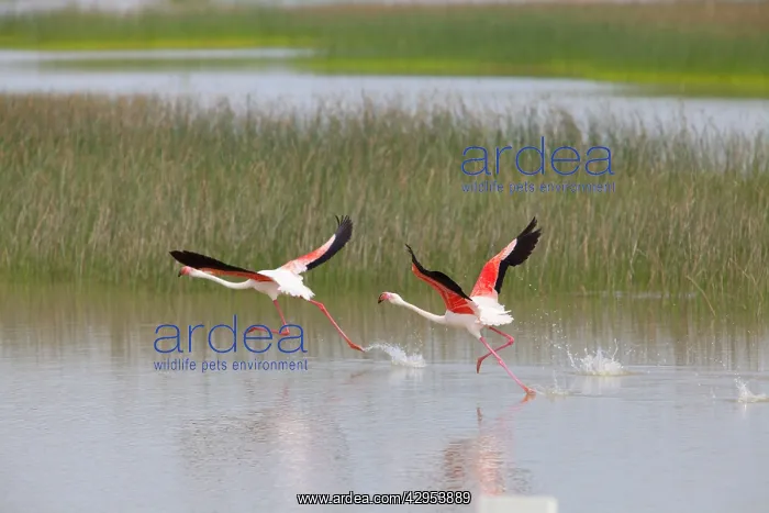 : Greater Flamingo - pair taking flight from lagoon : Greater Flamingo - pair taking flight from lagoon