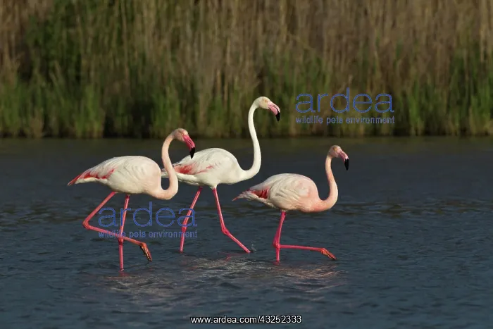 : Greater Flamingo, Parc Ornithologique de : Greater Flamingo, Parc Ornithologique de