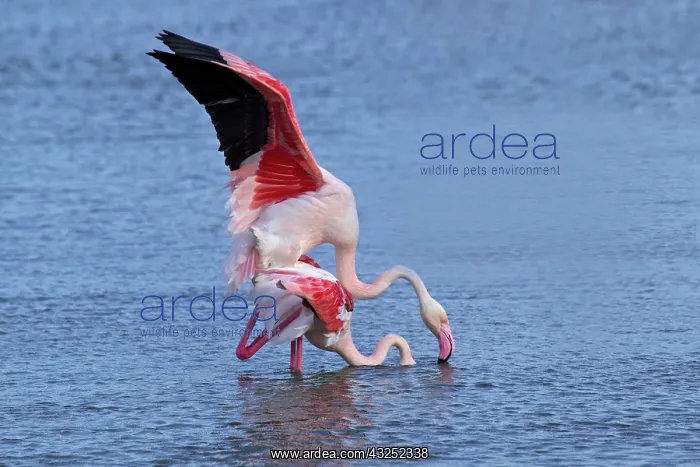 : Greater Flamingo, Parc Ornithologique de : Greater Flamingo, Parc Ornithologique de