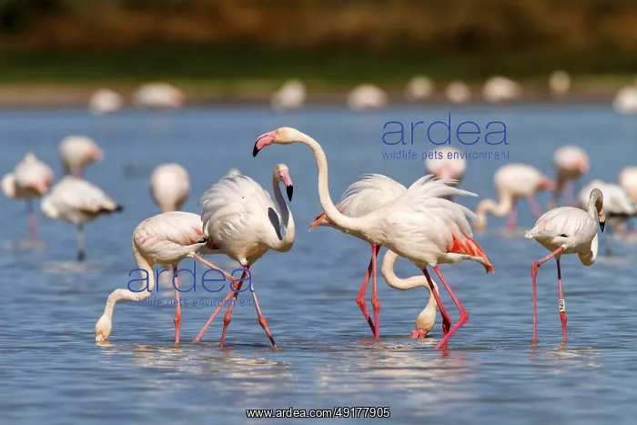 : Greater Flamingo (Phoenicopterus roseus) : Greater Flamingo (Phoenicopterus roseus)