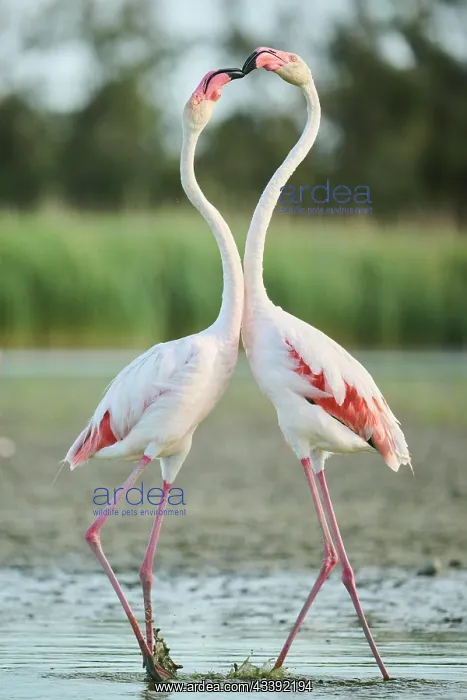 : Greater Flamingo (Phoenicopterus roseus) arguing : Greater Flamingo (Phoenicopterus roseus) arguing
