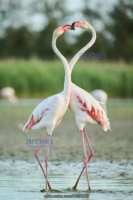 : Greater Flamingo (Phoenicopterus roseus) arguing : Greater Flamingo (Phoenicopterus roseus) arguing