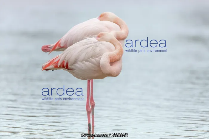 : Greater Flamingo (Phoenicopterus roseus) couple : Greater Flamingo (Phoenicopterus roseus) couple