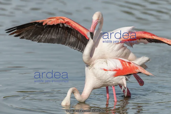 : Greater Flamingo (Phoenicopterus roseus) couple : Greater Flamingo (Phoenicopterus roseus) couple