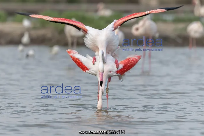 : Greater Flamingo (Phoenicopterus roseus) couple : Greater Flamingo (Phoenicopterus roseus) couple
