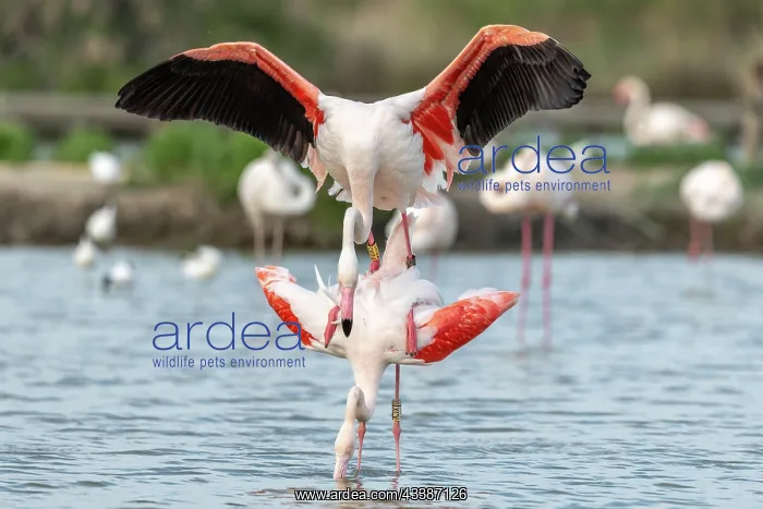 : Greater Flamingo (Phoenicopterus roseus) couple : Greater Flamingo (Phoenicopterus roseus) couple