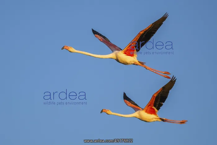 : Greater Flamingo (Phoenicopterus roseus) flying in the sky at sunset : Greater Flamingo (Phoenicopterus roseus) flying in the sky at sunset