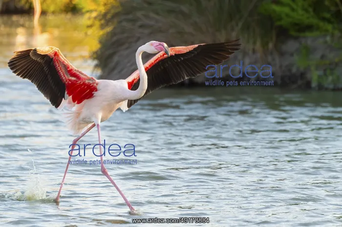 : Greater Flamingo (Phoenicopterus roseus) landing in the water at sunset : Greater Flamingo (Phoenicopterus roseus) landing in the water at sunset