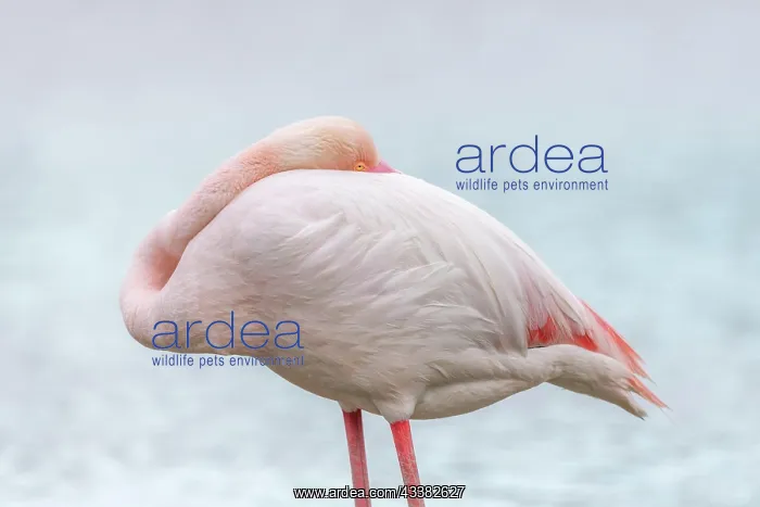 : Greater Flamingo (Phoenicopterus roseus) resting : Greater Flamingo (Phoenicopterus roseus) resting