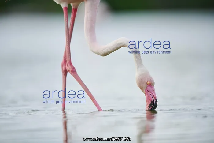  : Greater Flamingo (Phoenicopterus roseus) standing