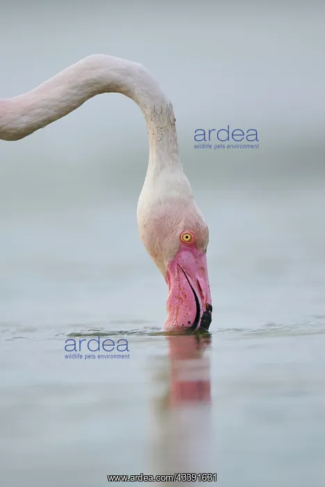 : Greater Flamingo (Phoenicopterus roseus) standing : Greater Flamingo (Phoenicopterus roseus) standing