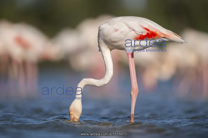 : Greater Flamingo (Phoenicopterus roseus) standing in the water : Greater Flamingo (Phoenicopterus roseus) standing in the water