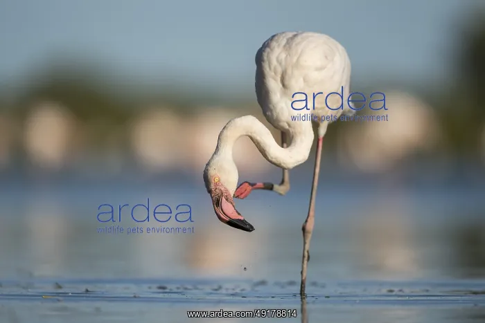 : Greater Flamingo (Phoenicopterus roseus) standing in the water : Greater Flamingo (Phoenicopterus roseus) standing in the water