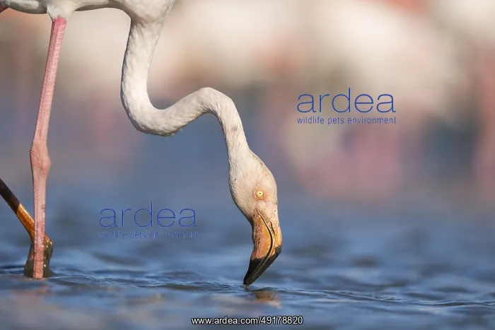 : Greater Flamingo (Phoenicopterus roseus) standing in the water : Greater Flamingo (Phoenicopterus roseus) standing in the water