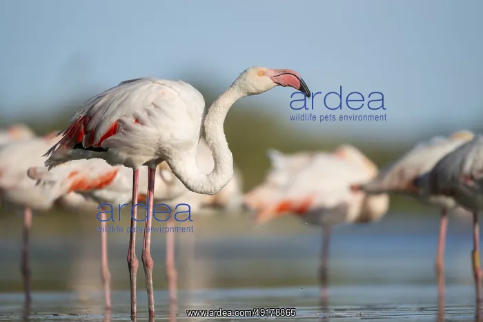 : Greater Flamingo (Phoenicopterus roseus) standing in the water : Greater Flamingo (Phoenicopterus roseus) standing in the water