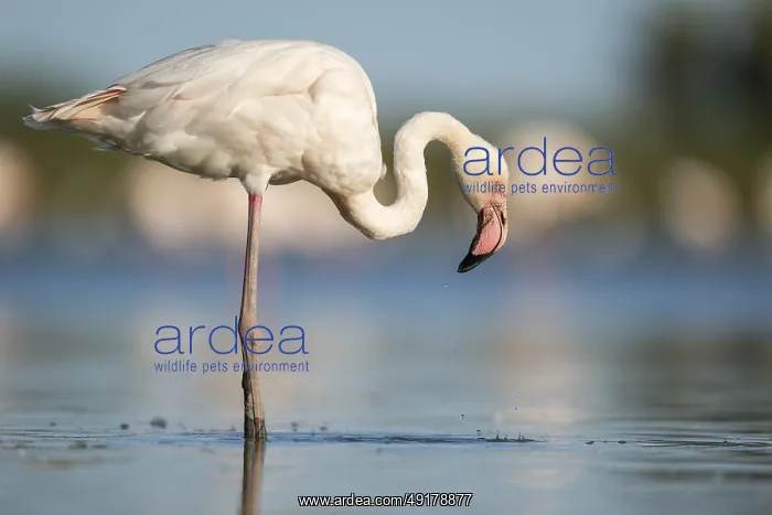 : Greater Flamingo (Phoenicopterus roseus) standing in the water : Greater Flamingo (Phoenicopterus roseus) standing in the water