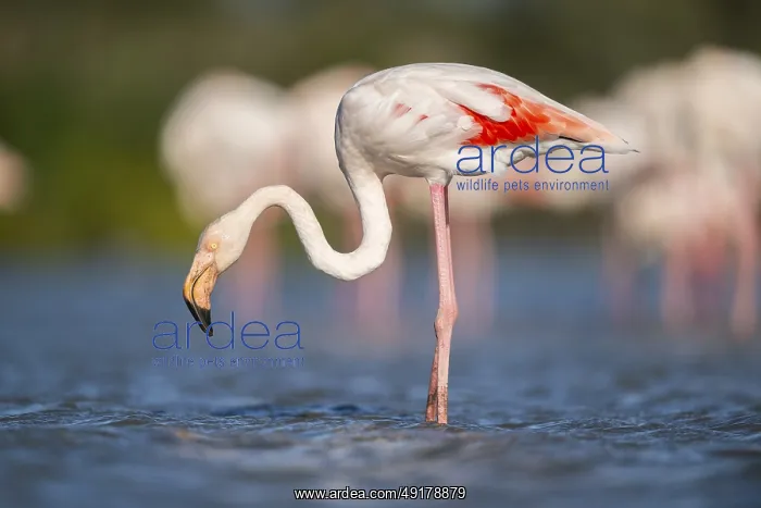 : Greater Flamingo (Phoenicopterus roseus) standing in the water : Greater Flamingo (Phoenicopterus roseus) standing in the water