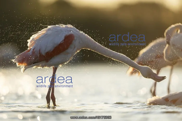 : Greater Flamingo (Phoenicopterus roseus) standing in the water at sunset : Greater Flamingo (Phoenicopterus roseus) standing in the water at sunset