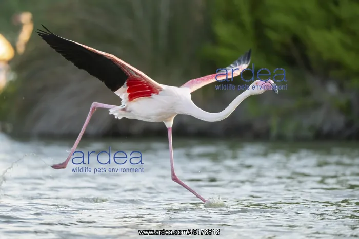 : Greater Flamingo (Phoenicopterus roseus) starts flying from the water at sunset : Greater Flamingo (Phoenicopterus roseus) starts flying from the water at sunset