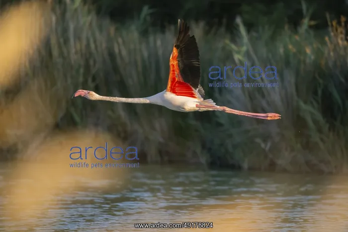  : Greater Flamingo (Phoenicopterus roseus) starts flying from the water at sunset