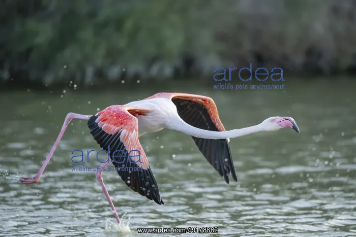  : Greater Flamingo (Phoenicopterus roseus) starts flying from the water at sunset