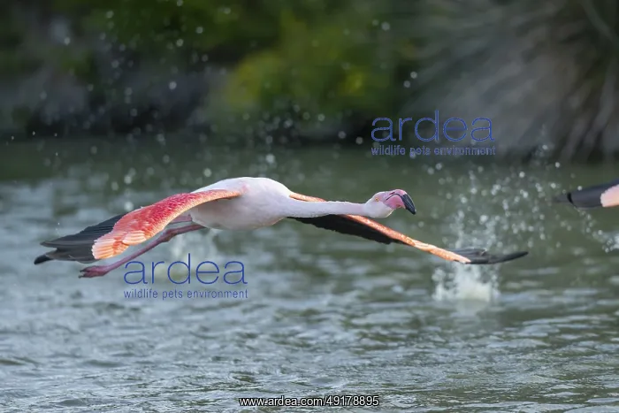 : Greater Flamingo (Phoenicopterus roseus) starts flying from the water at sunset : Greater Flamingo (Phoenicopterus roseus) starts flying from the water at sunset