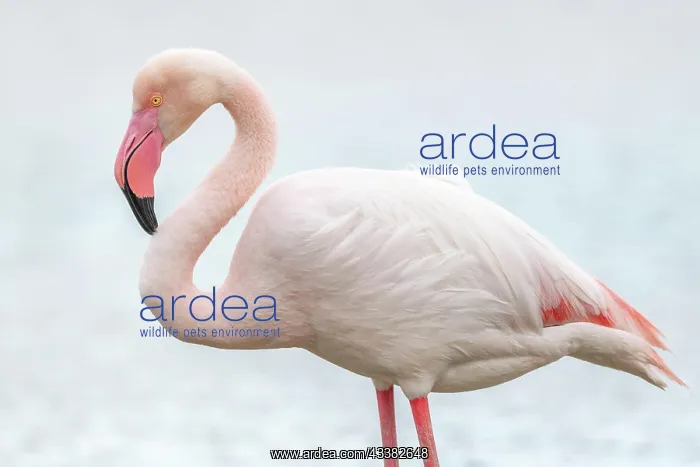 : Greater Flamingo (Phoenicopterus roseus) in a swamp : Greater Flamingo (Phoenicopterus roseus) in a swamp