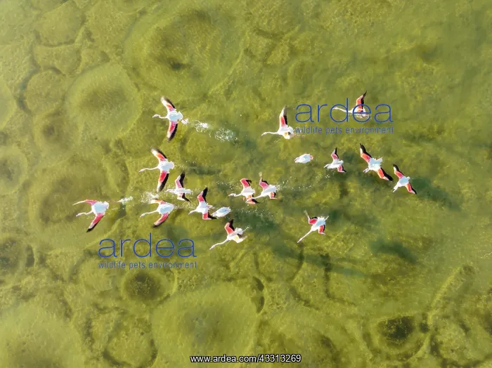 : Greater Flamingo (Phoenicopterus roseus). Taking : Greater Flamingo (Phoenicopterus roseus). Taking