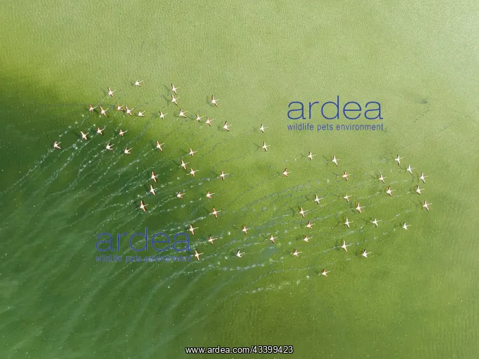  : Greater Flamingo (Phoenicopterus roseus). Taking