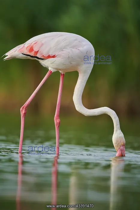  : Greater Flamingo (Phoenicopterus roseus) walking