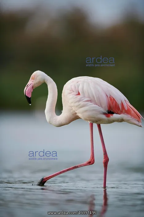: Greater Flamingo (Phoenicopterus roseus) walking : Greater Flamingo (Phoenicopterus roseus) walking