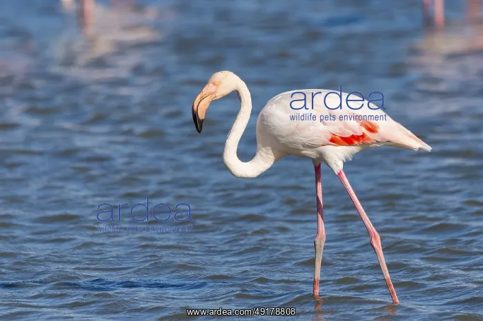: Greater Flamingo (Phoenicopterus roseus) walking in the water : Greater Flamingo (Phoenicopterus roseus) walking in the water