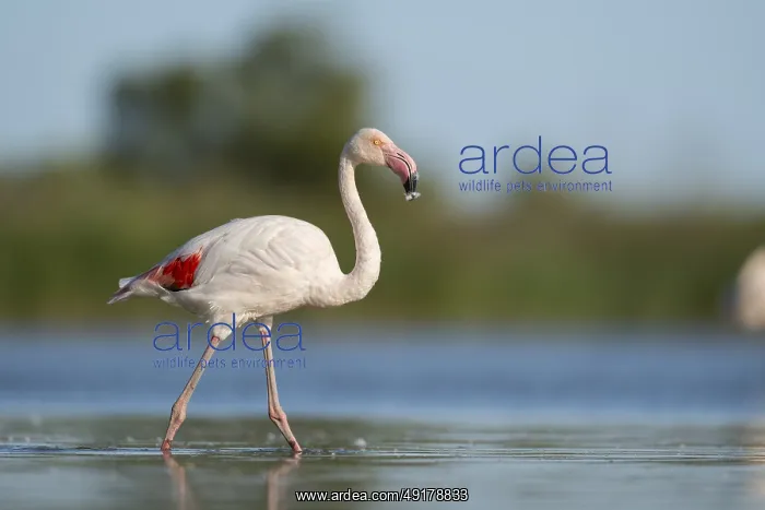 : Greater Flamingo (Phoenicopterus roseus) walking in the water : Greater Flamingo (Phoenicopterus roseus) walking in the water