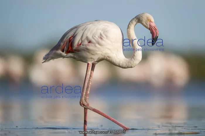 : Greater Flamingo (Phoenicopterus roseus) walking in the water : Greater Flamingo (Phoenicopterus roseus) walking in the water