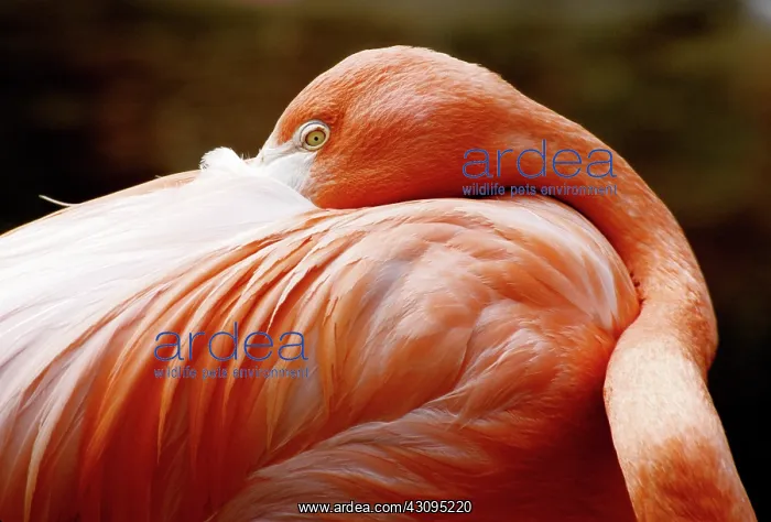 : Greater Flamingo (Phoenicopterus ruber) : Greater Flamingo (Phoenicopterus ruber)