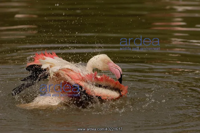 : Greater Flamingo (Phoenicopterus ruber) : Greater Flamingo (Phoenicopterus ruber)