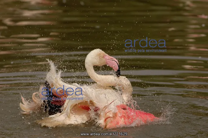 : Greater Flamingo (Phoenicopterus ruber) : Greater Flamingo (Phoenicopterus ruber)