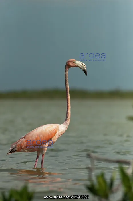 : Greater Flamingo (Phoenicopterus ruber) : Greater Flamingo (Phoenicopterus ruber)