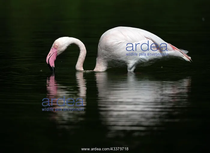 : Greater flamingo (Phoenicopterus ruber roseus) : Greater flamingo (Phoenicopterus ruber roseus)
