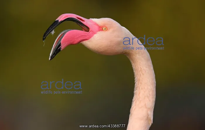 : Greater flamingo (Phoenicopterus ruber roseus) : Greater flamingo (Phoenicopterus ruber roseus)