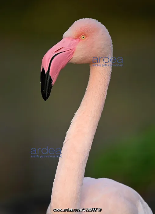 : Greater flamingo (Phoenicopterus ruber roseus) : Greater flamingo (Phoenicopterus ruber roseus)