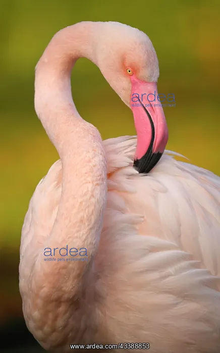 : Greater flamingo (Phoenicopterus ruber roseus) : Greater flamingo (Phoenicopterus ruber roseus)