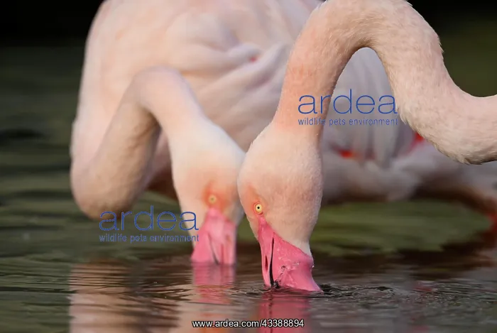 : Greater flamingo (Phoenicopterus ruber roseus) : Greater flamingo (Phoenicopterus ruber roseus)