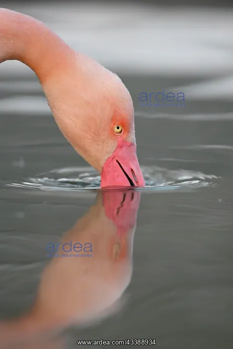 : Greater flamingo (Phoenicopterus ruber roseus) : Greater flamingo (Phoenicopterus ruber roseus)