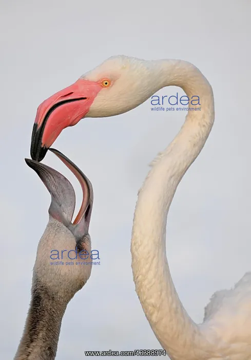 : Greater flamingo (Phoenicopterus ruber roseus) : Greater flamingo (Phoenicopterus ruber roseus)